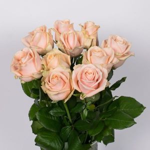 ROSE PEACH AVALANCHE 80